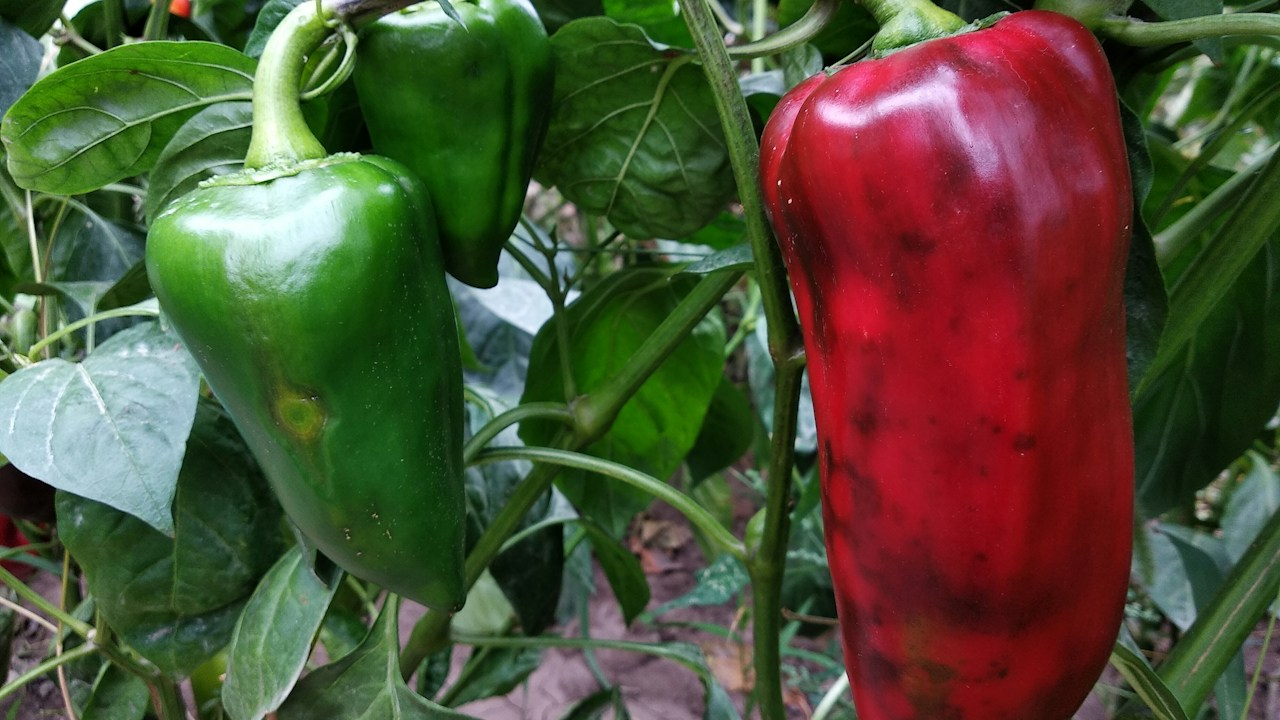 Grupo de pimientos firmes creciendo en la planta
