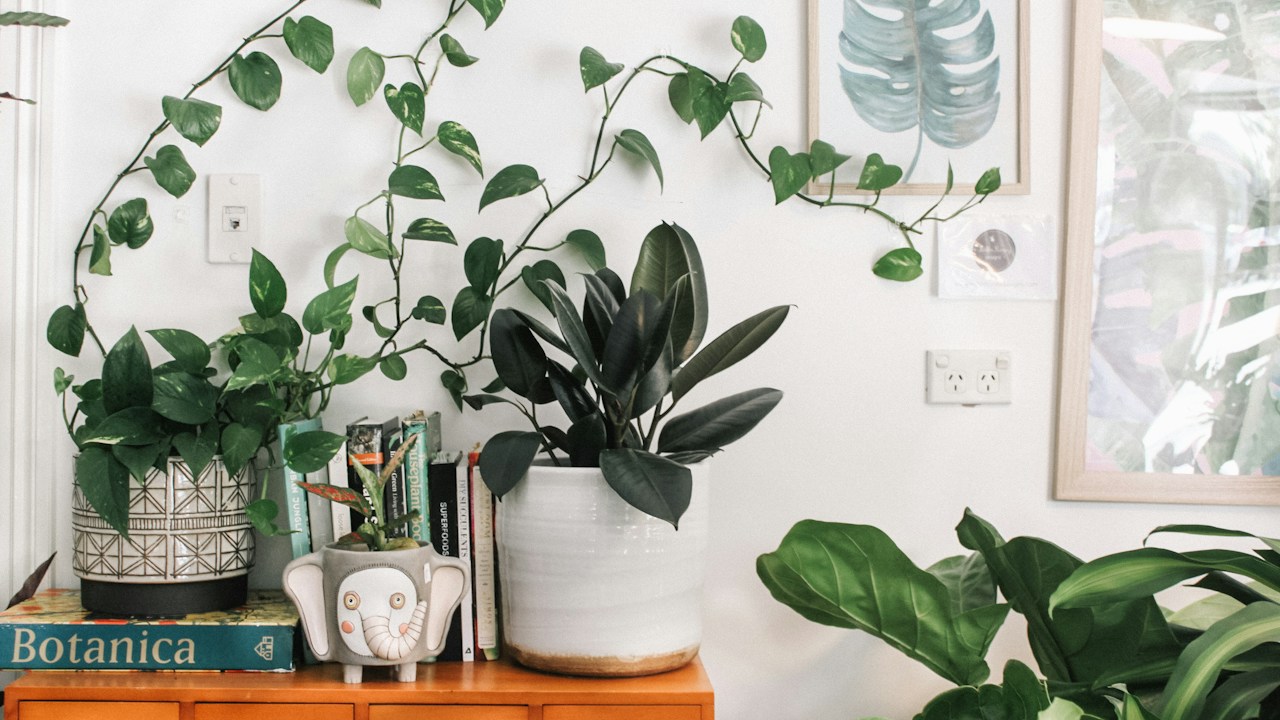 Plantas de interior agrupadas sin amontonar el follaje