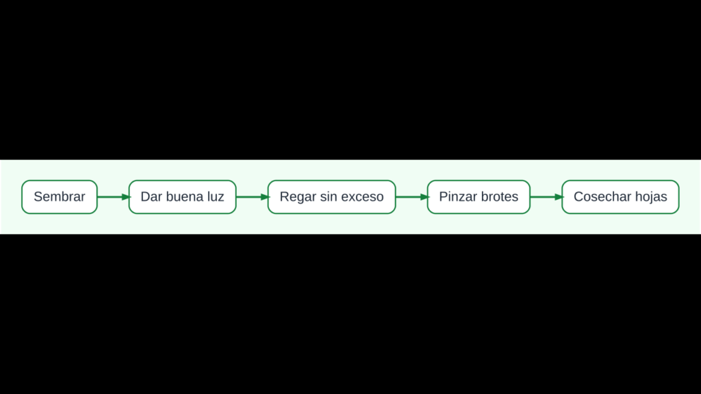 Diagrama del cultivo de albahaca desde la semilla hasta la poda y la cosecha