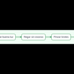 Diagrama del cultivo de albahaca desde la semilla hasta la poda y la cosecha