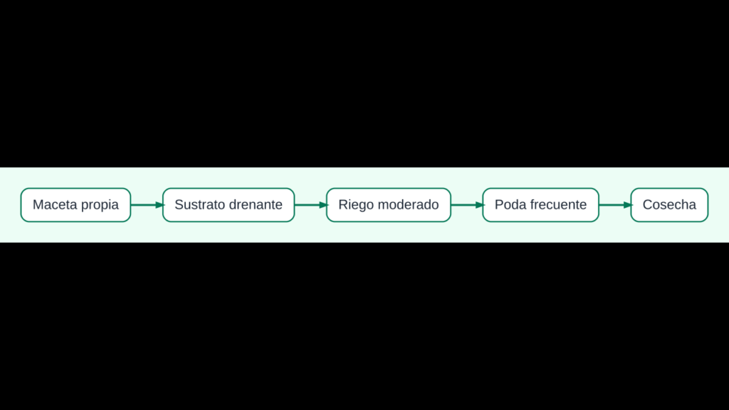 Diagrama de cuidados de la menta en maceta: recipiente propio, riego, poda y cosecha