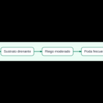 Diagrama de cuidados de la menta en maceta: recipiente propio, riego, poda y cosecha