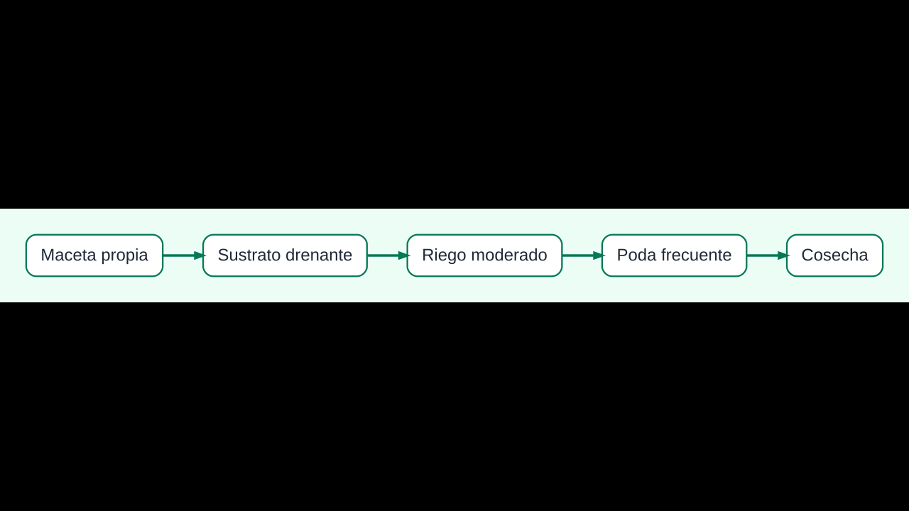 Cómo cultivar menta en maceta: cuidados, riego, poda y cosecha