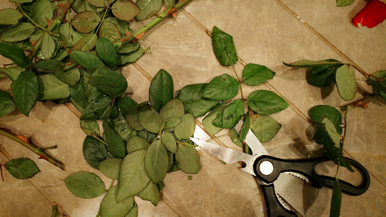 Herramienta preparada para una poda moderada en plantas jóvenes