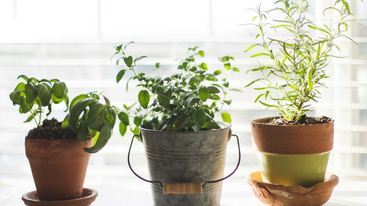 Tres plantas aromáticas en macetas con follaje verde y compacto