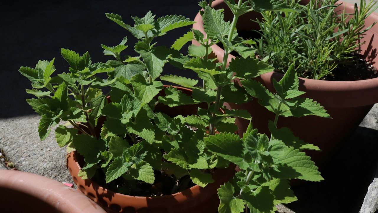 Hierbas aromáticas en macetas expuestas a condiciones exteriores