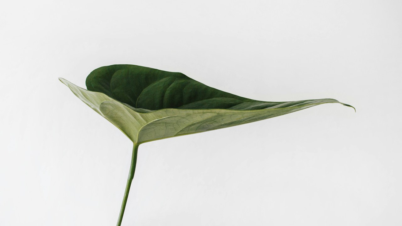 Hoja con zonas amarillentas entre nervaduras verdes