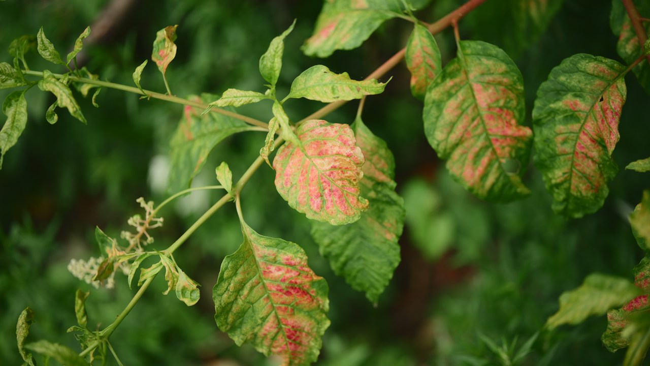 Hoja de planta aromática con daño que requiere inspección