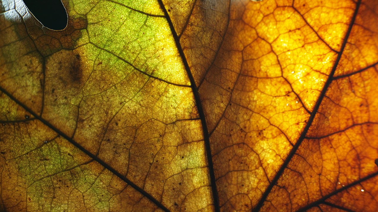 Hoja envejecida con amarilleo visible