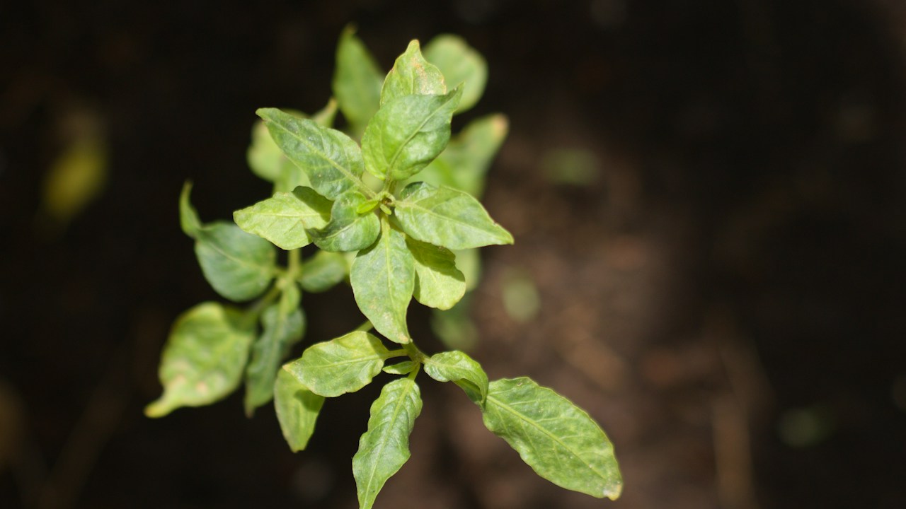 Hoja verde madura iluminada de forma natural