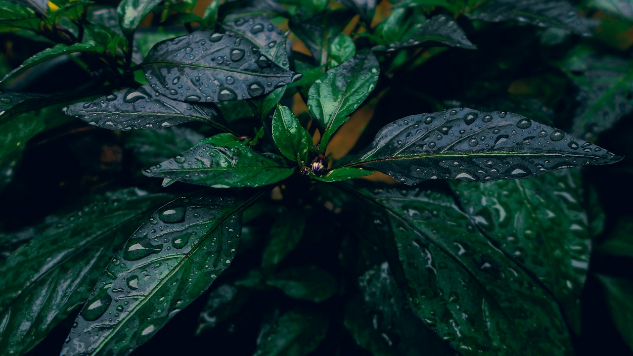 Hojas con gotas de agua durante el manejo del cultivo