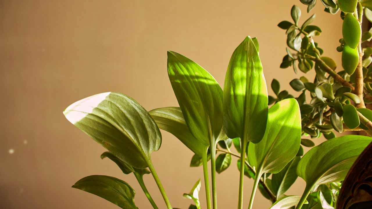 Hojas de una planta examinadas para detectar manchas y daños
