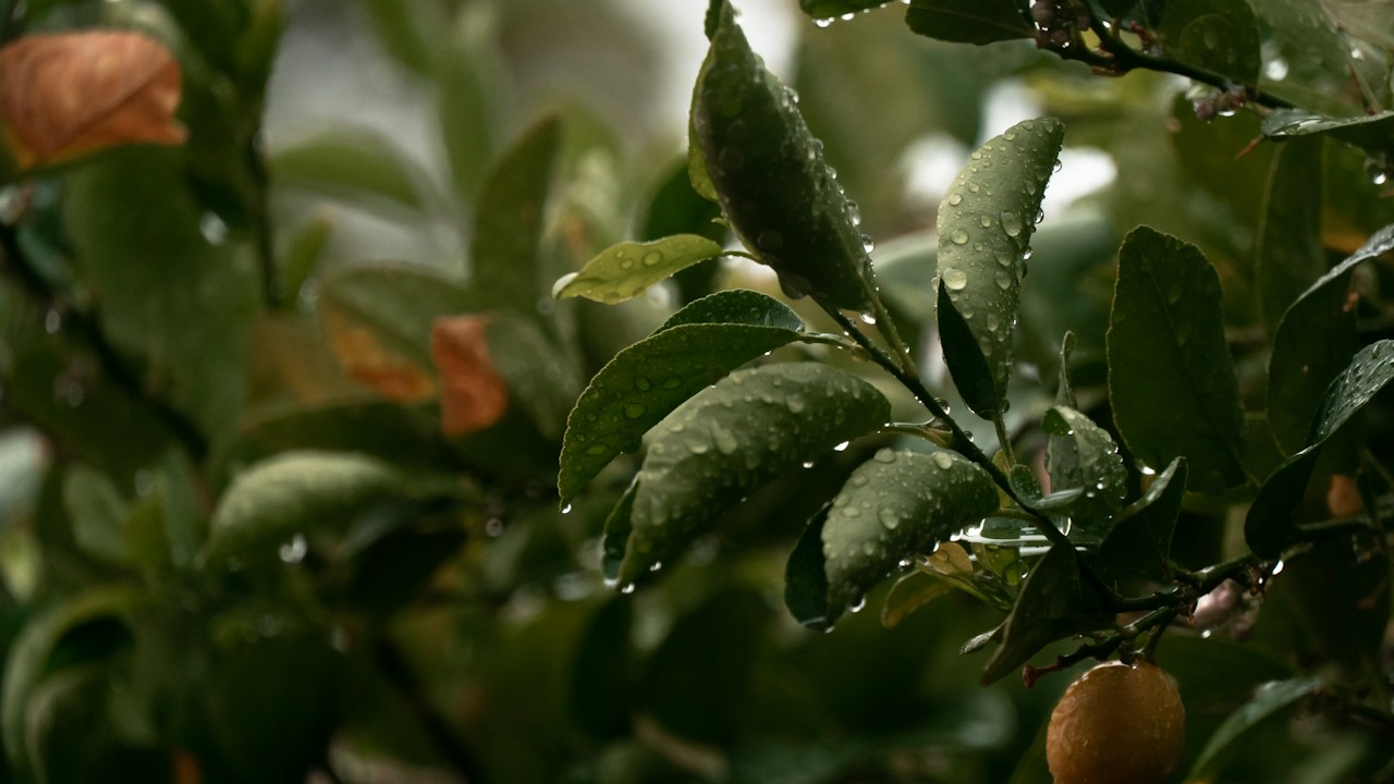 Hojas verdes con gotas que ayudan a observar el estado de humedad