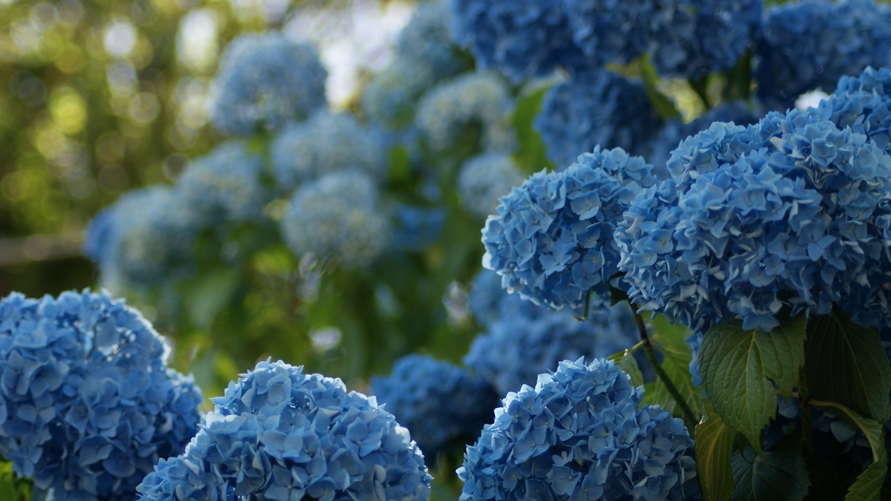Hortensia cultivada en una maceta amplia del patio