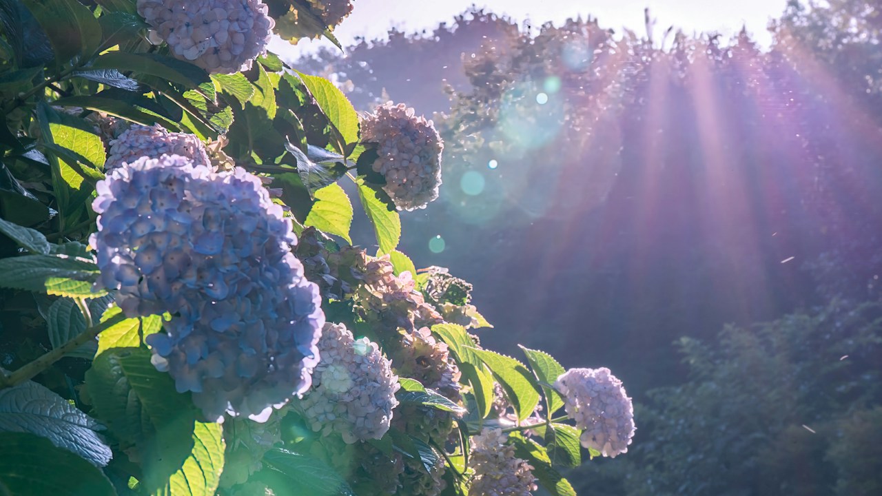 Hortensias azules y rosadas en plena floración