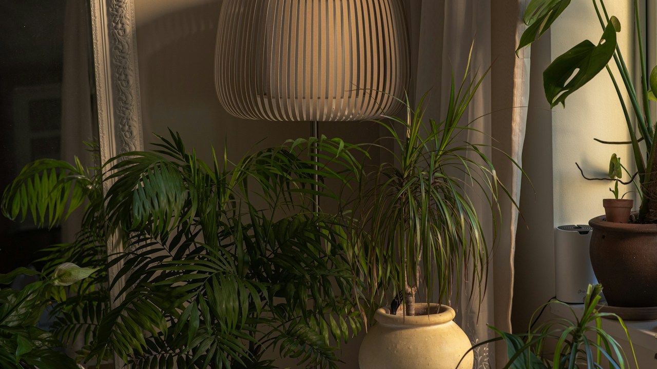 Humidificador colocado a distancia de varias plantas de interior