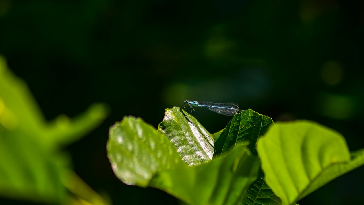 Insecto sobre una hoja utilizado como referencia para diagnóstico