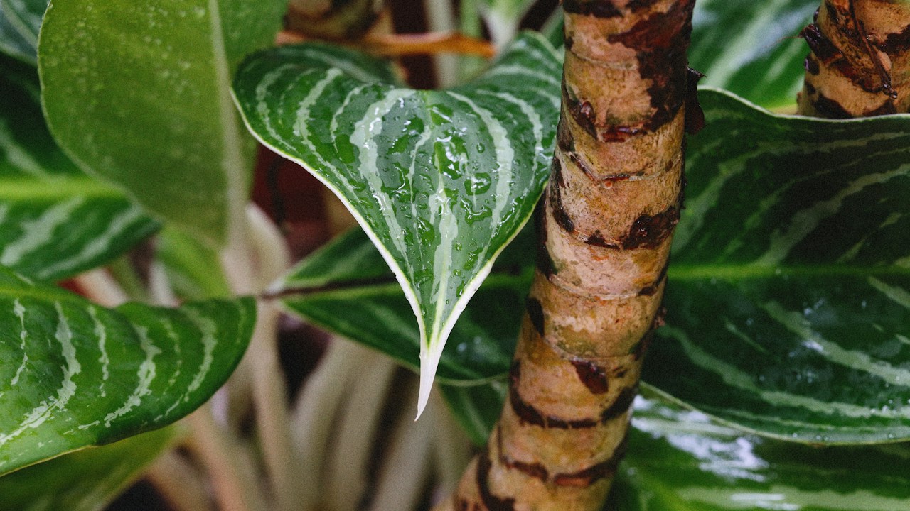 Primer plano de una planta para inspeccionar posibles problemas en las hojas