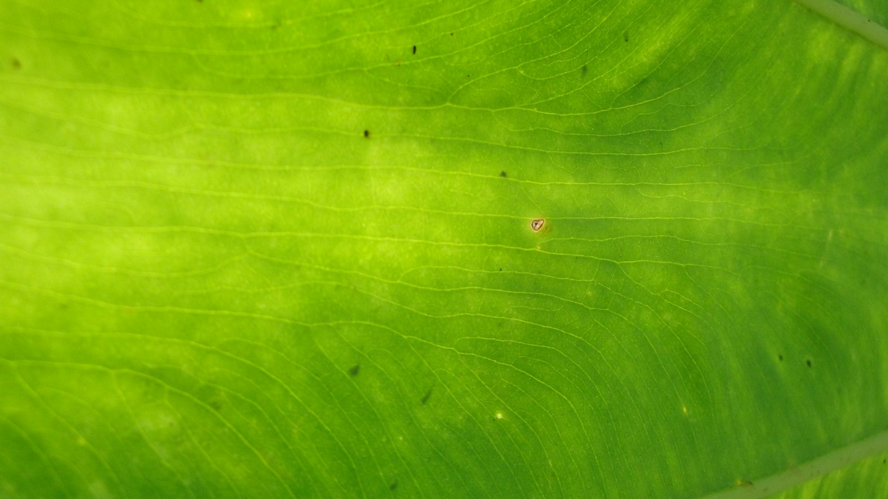 Hoja verde vista de cerca durante una revisión de plagas