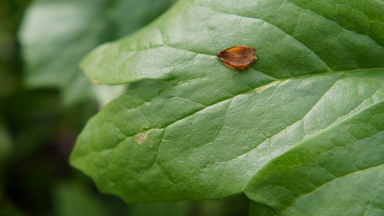 Mancha marrón localizada sobre una hoja verde