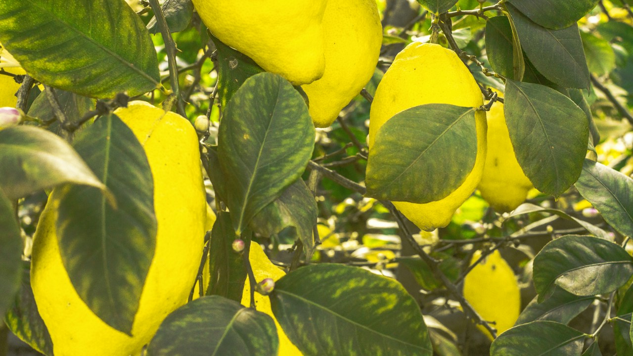 Limonero con frutos amarillos entre hojas verdes