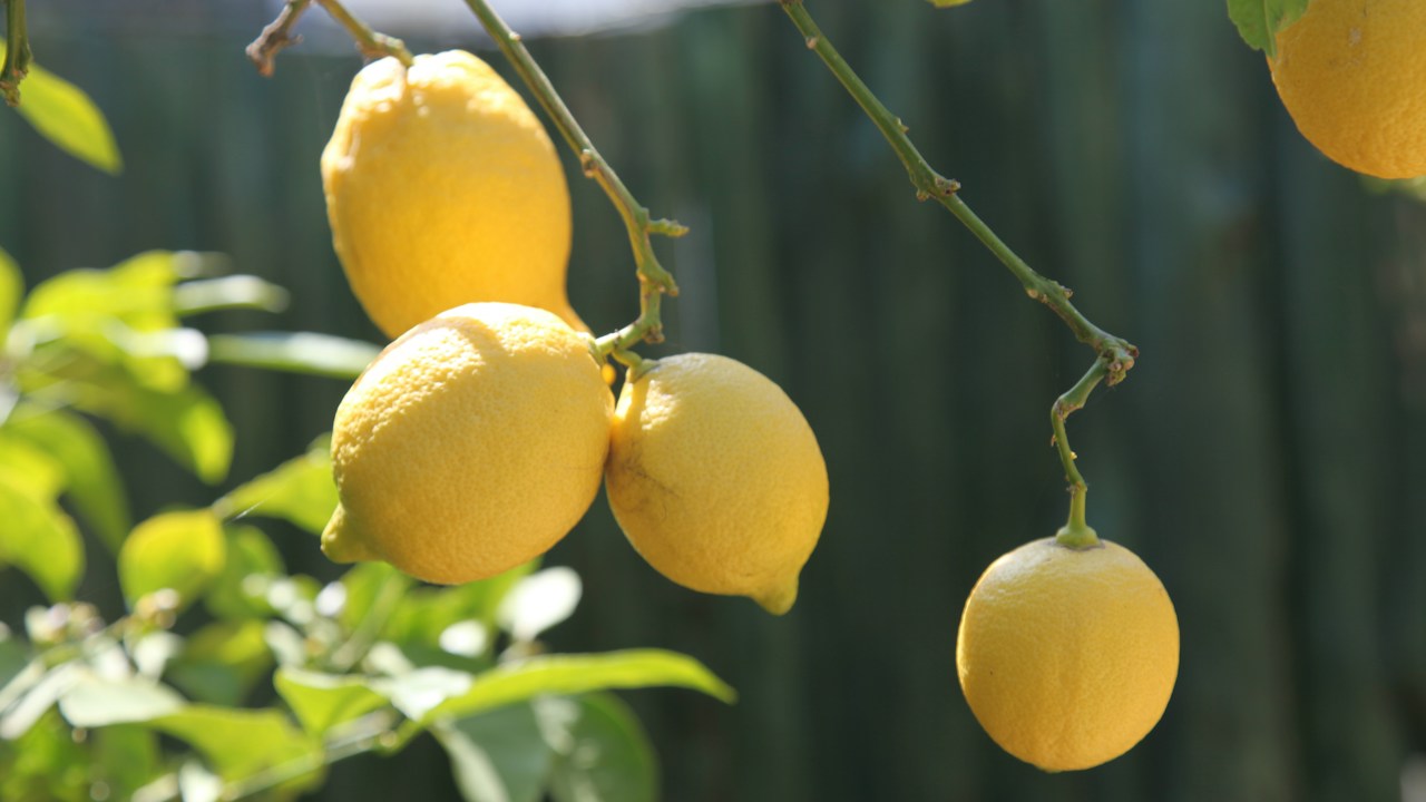 Grupo de limones desarrollándose entre hojas verdes