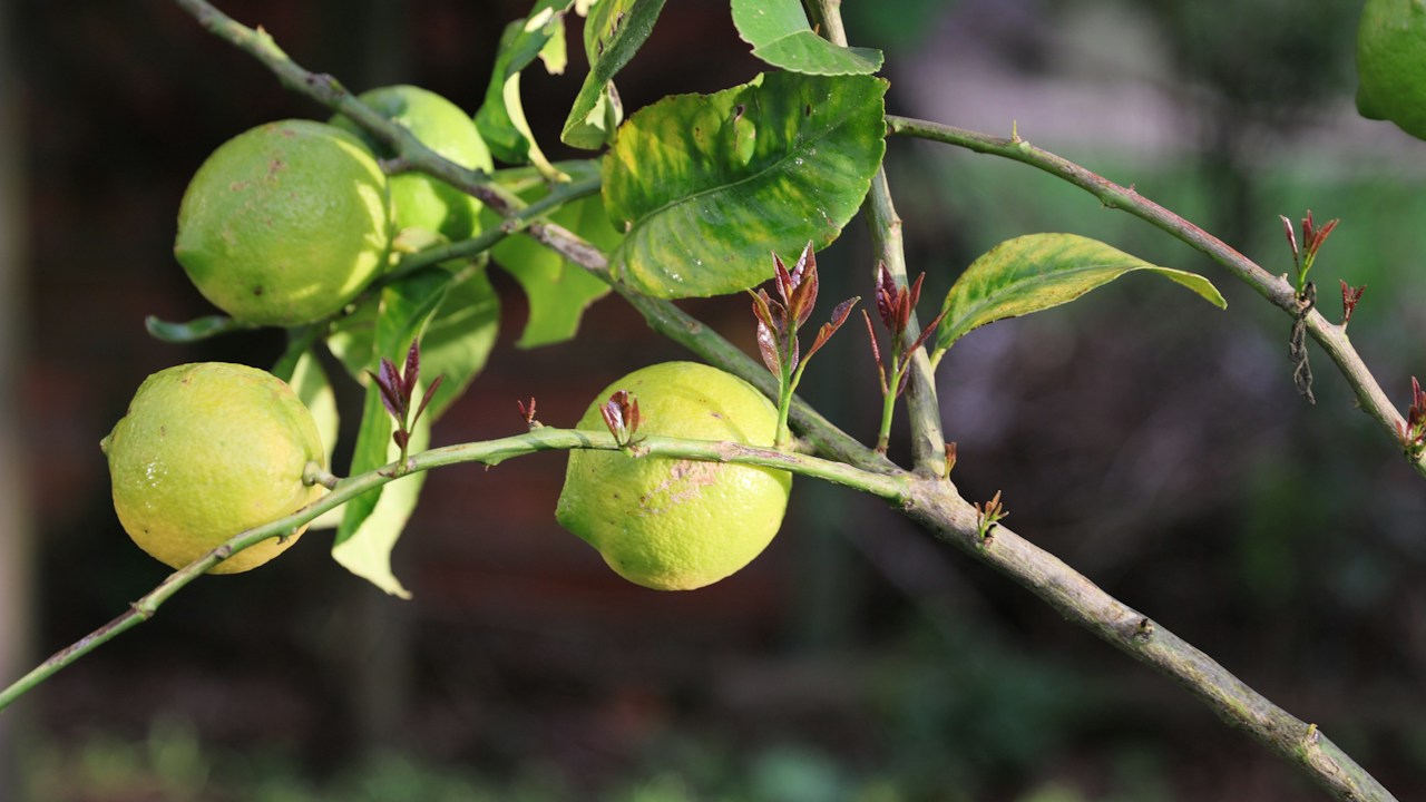 Limonero plantado en el jardín con buena exposición luminosa