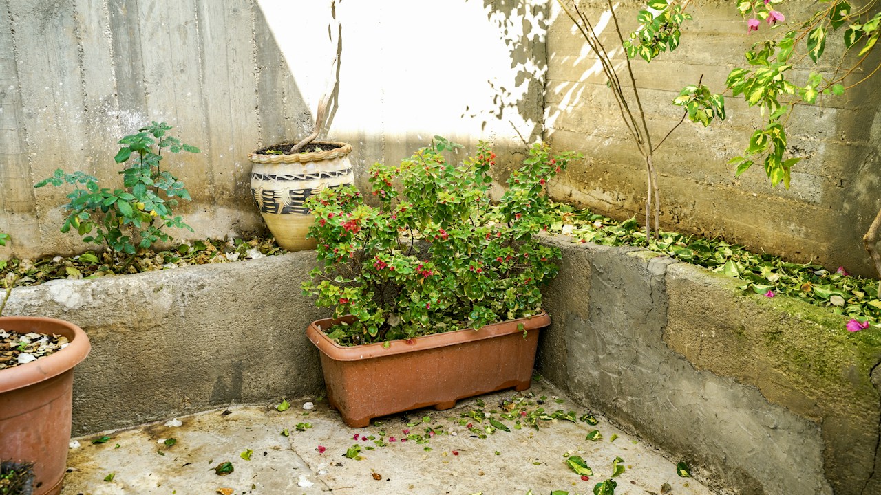 Limonero joven creciendo en una maceta amplia del patio