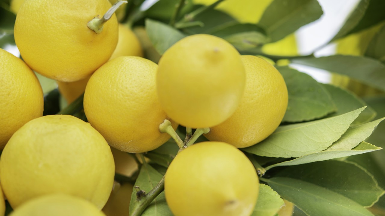Limones maduros creciendo entre hojas sanas del árbol