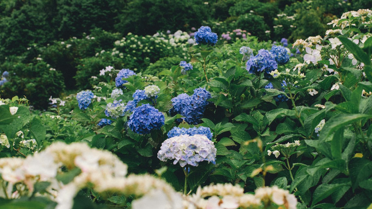 Hortensias recibiendo luz filtrada en un jardín