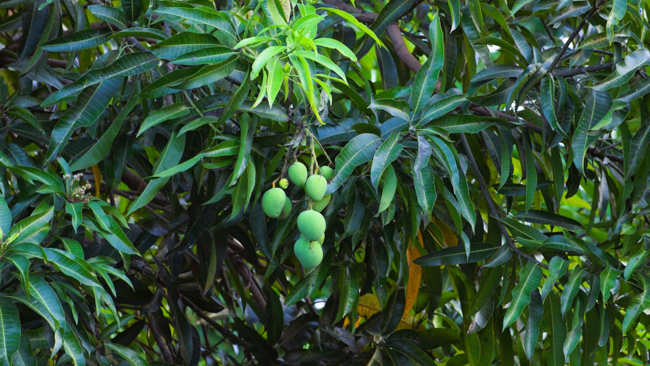 Mangos colgando de un árbol con follaje verde