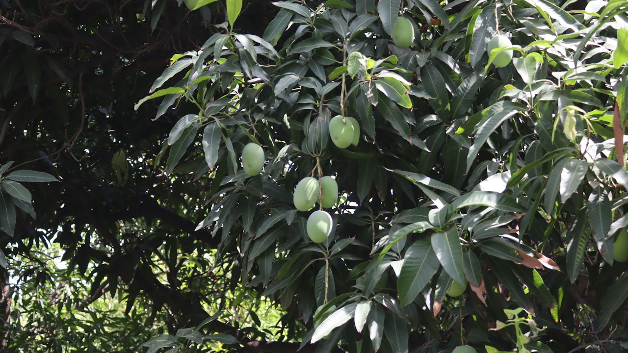 Mangos verdes en ramas bajas de un árbol tropical