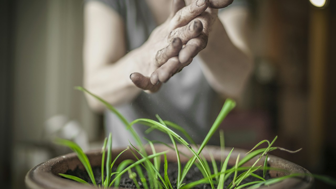 Persona trabajando con cuidado sobre una planta en maceta