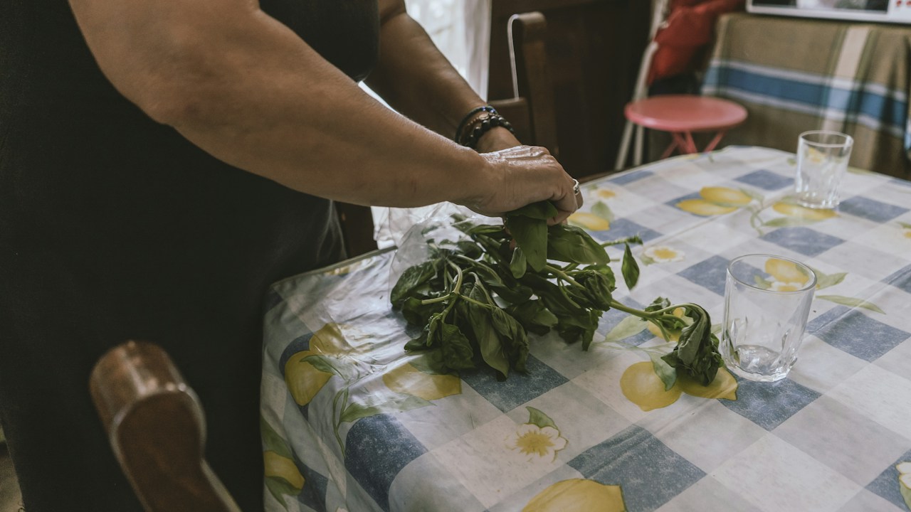 Detalle de un tallo de albahaca antes de cortar sobre un nudo
