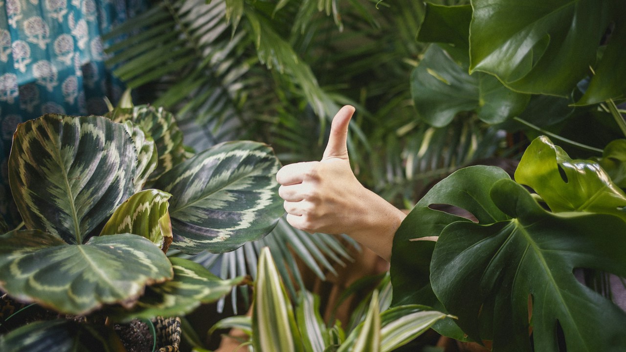 Conjunto de plantas de interior para observar cambios en hojas y crecimiento