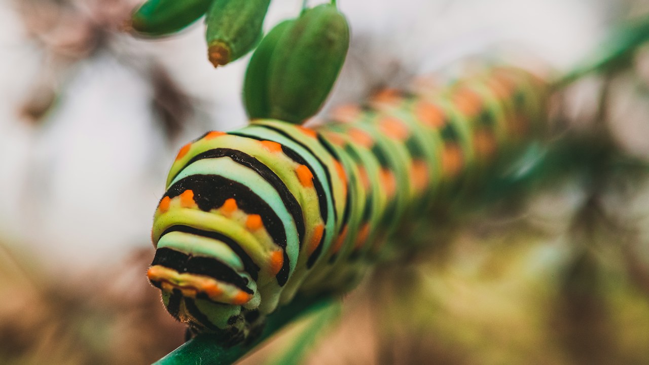 Oruga alimentándose del borde de una hoja