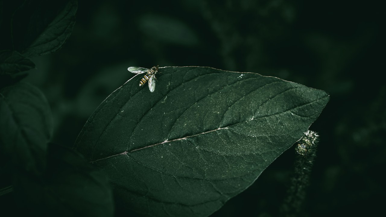 Pequeños insectos blancos sobre una hoja