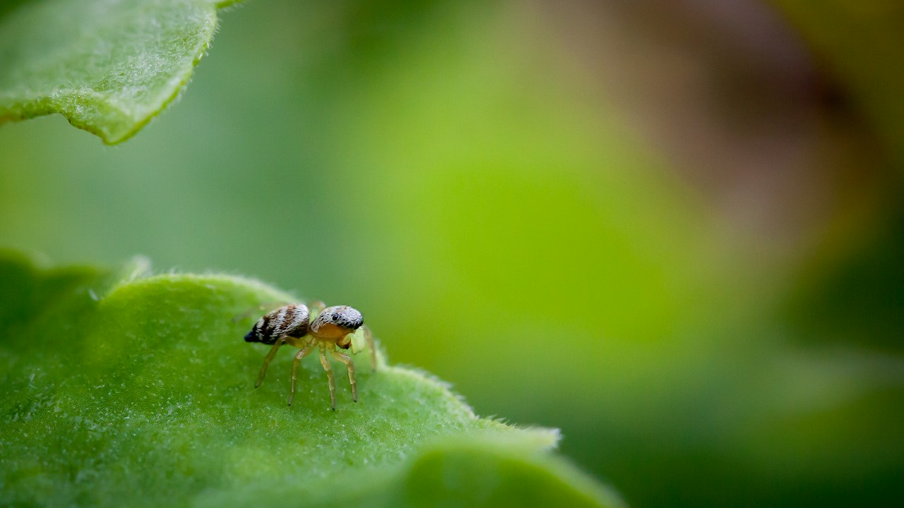 Pequeños insectos agrupados sobre una hoja