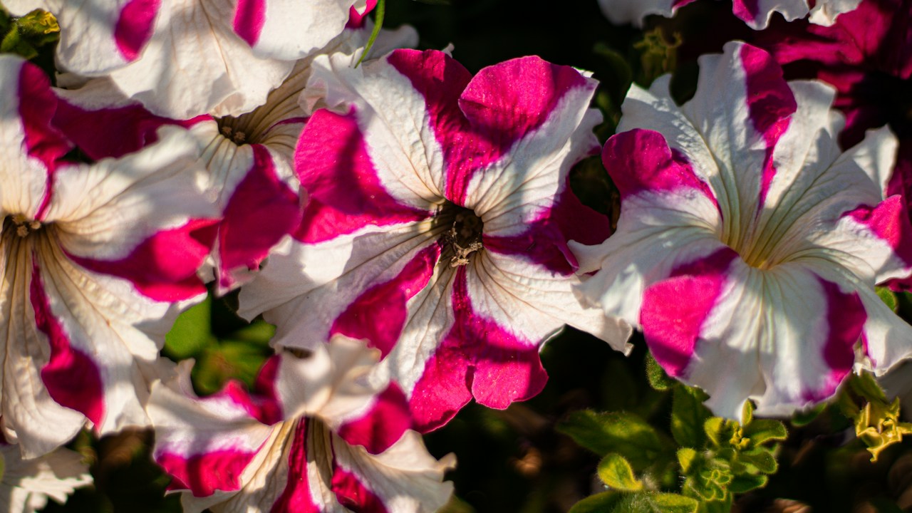 Petunias rosadas y blancas en plena floración bajo luz abundante