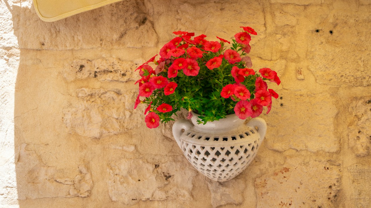 Petunias rojas cultivadas en una maceta sobre un muro