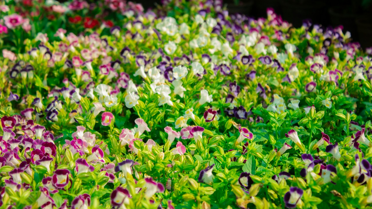 Grupo de petunias creciendo en un macizo soleado
