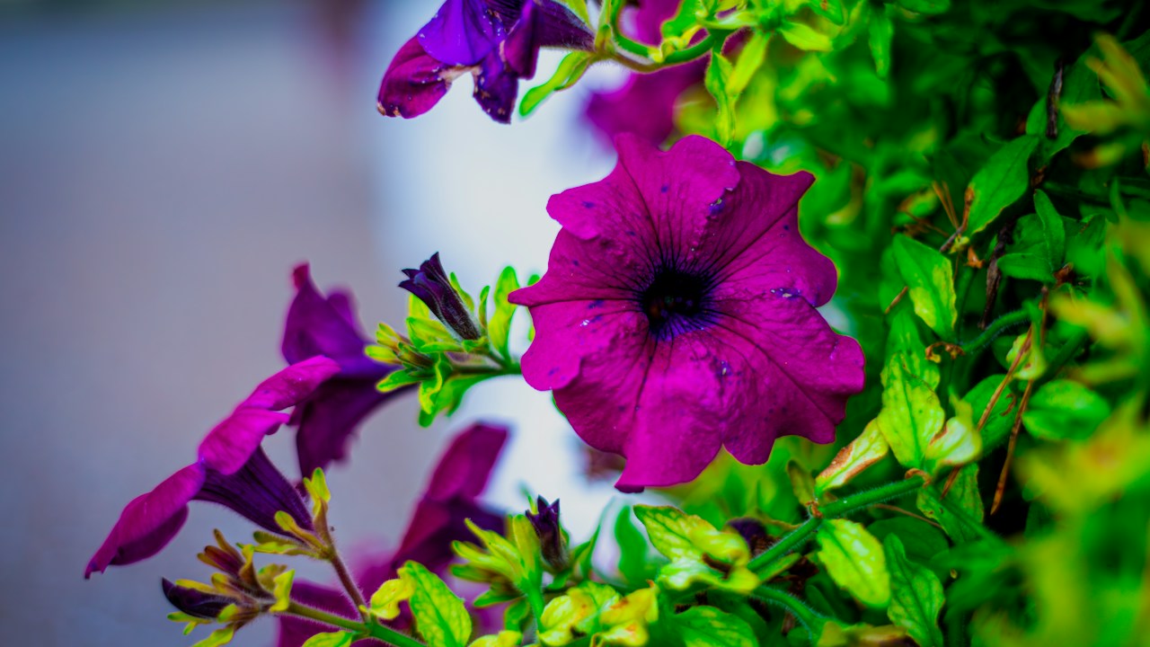 Petunias moradas abiertas con follaje verde sano