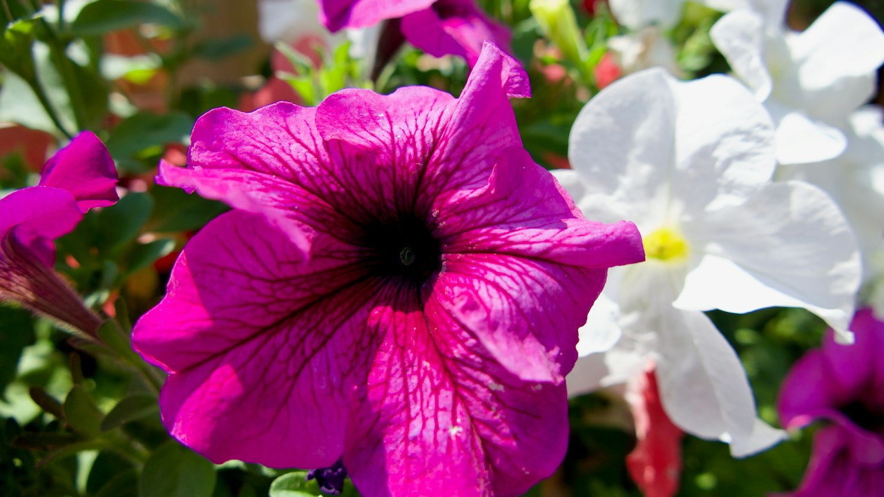 Flor de petunia magenta entre flores blancas y hojas verdes