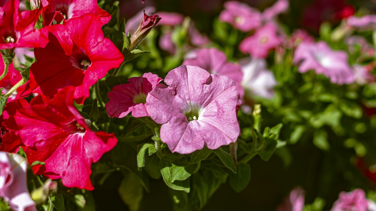 Petunias abundantes cultivadas en una cesta colgante