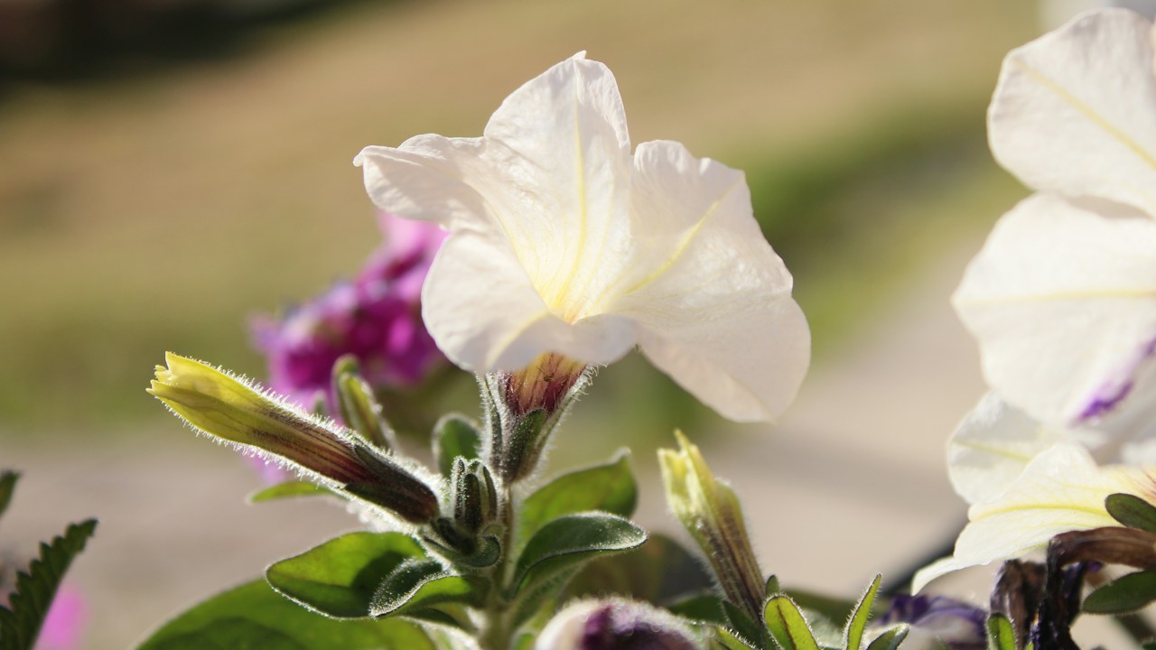 Petunias blancas y moradas vistas de cerca
