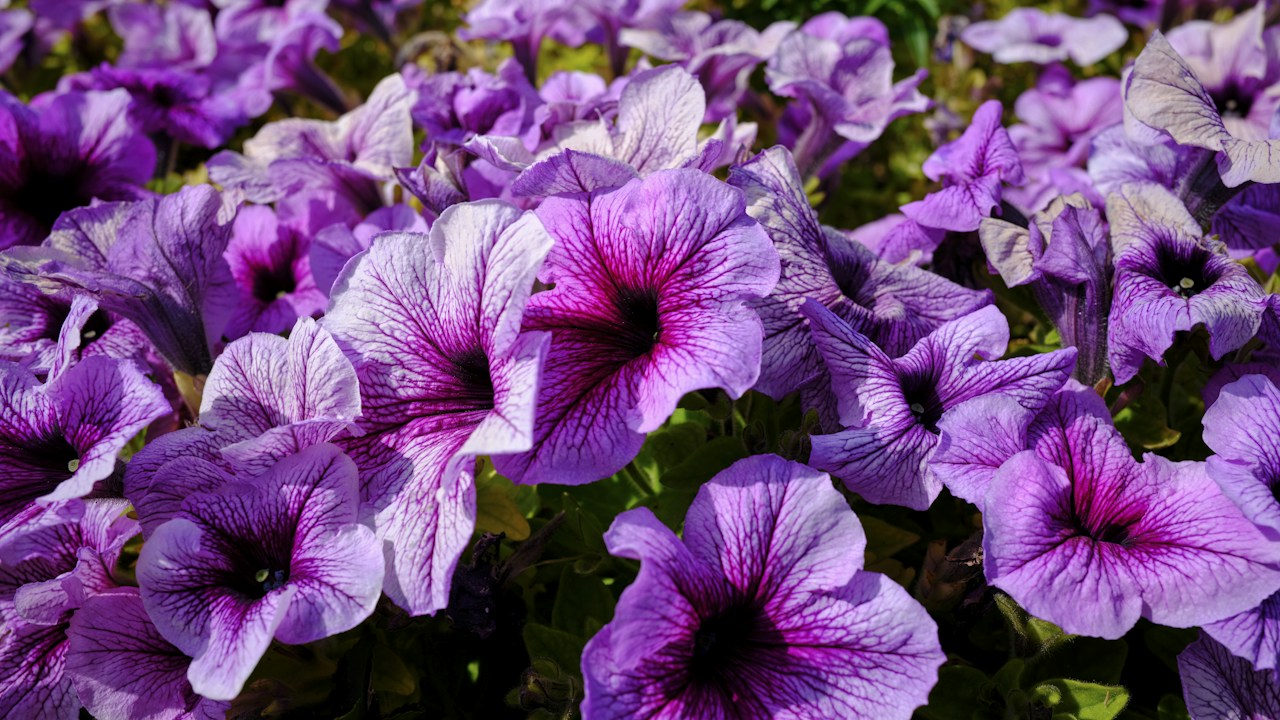 Petunias de varios colores integradas en un jardín