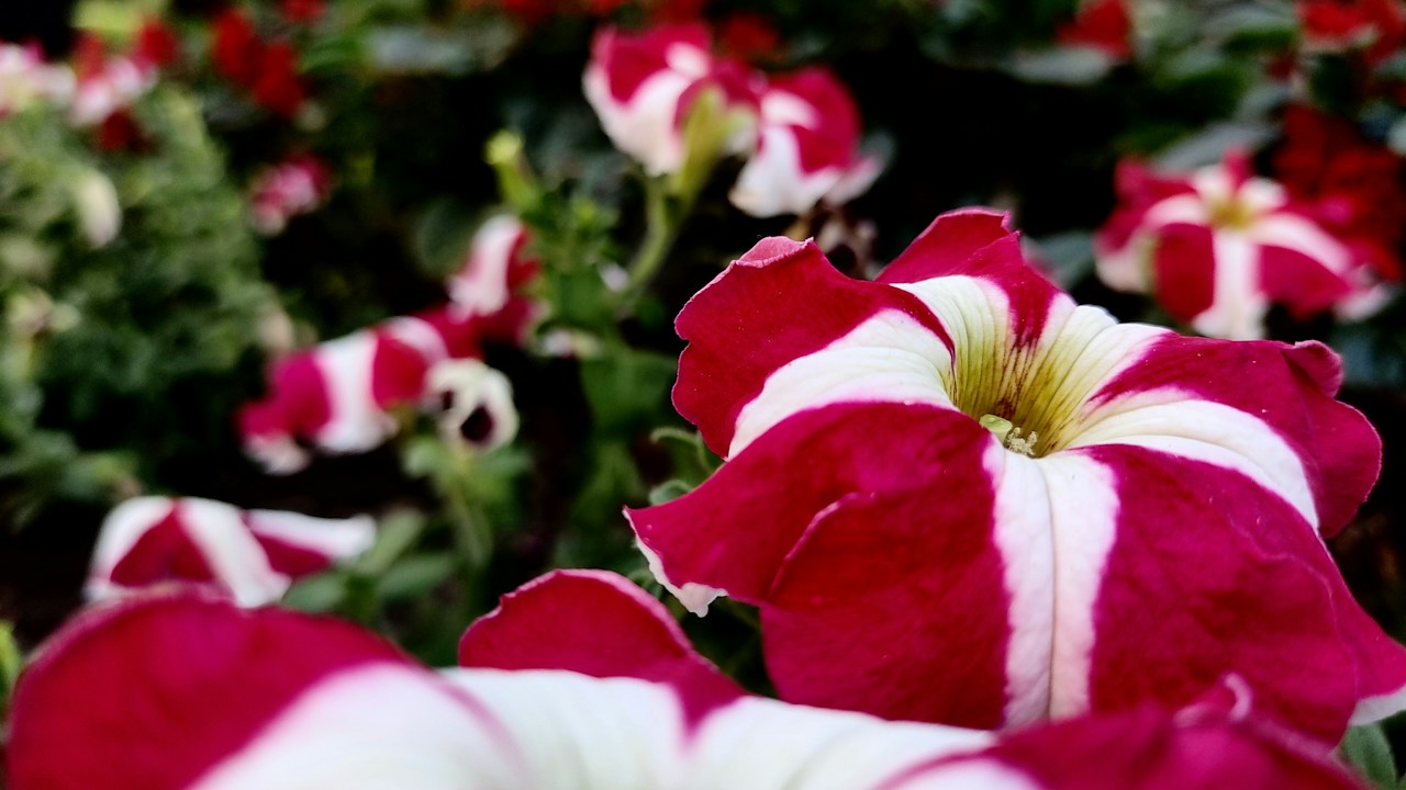 Flores de petunia de colores intensos durante la floración