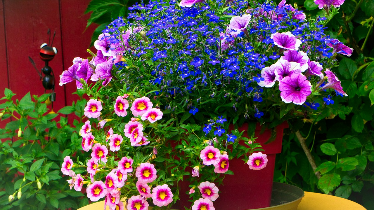 Petunias azules, moradas y rosadas creciendo en una maceta