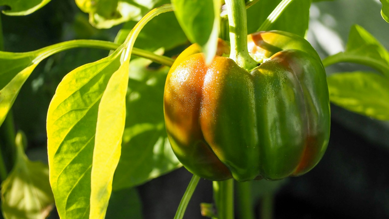 Planta de pimiento con frutos creciendo en un recipiente amplio