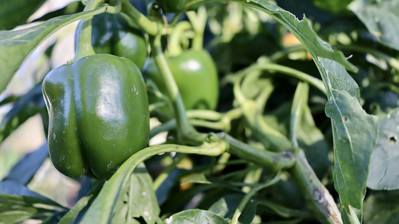 Pimiento verde con piel firme antes de la cosecha